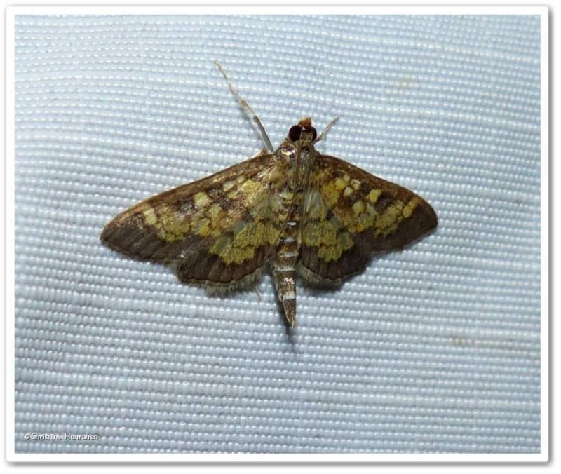 Darker diacme moth (Diacme adipaloides), #5143