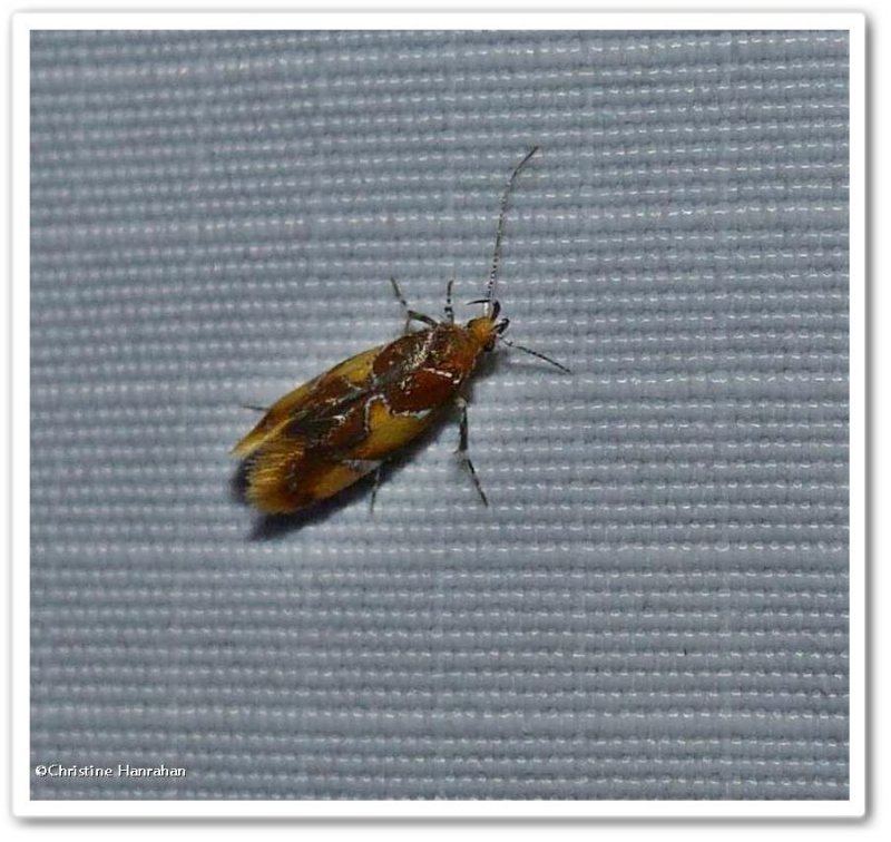 Orange-headed Epicallima (Epicallima argenticinctella), #1046