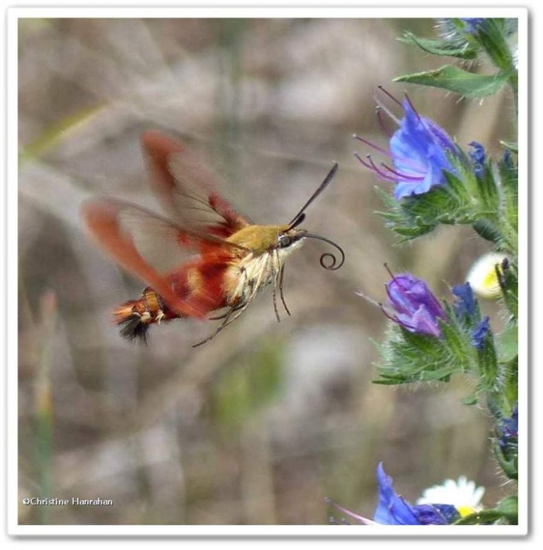 Hummingbird moth (Hemaris thysbe), #7853