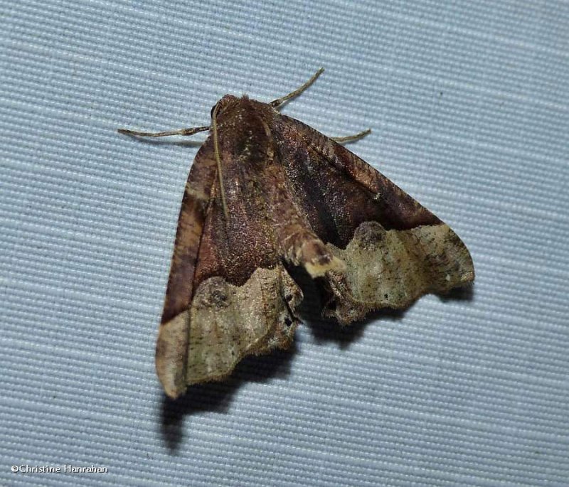 Honest pero moth (Pero honestaria), #6753