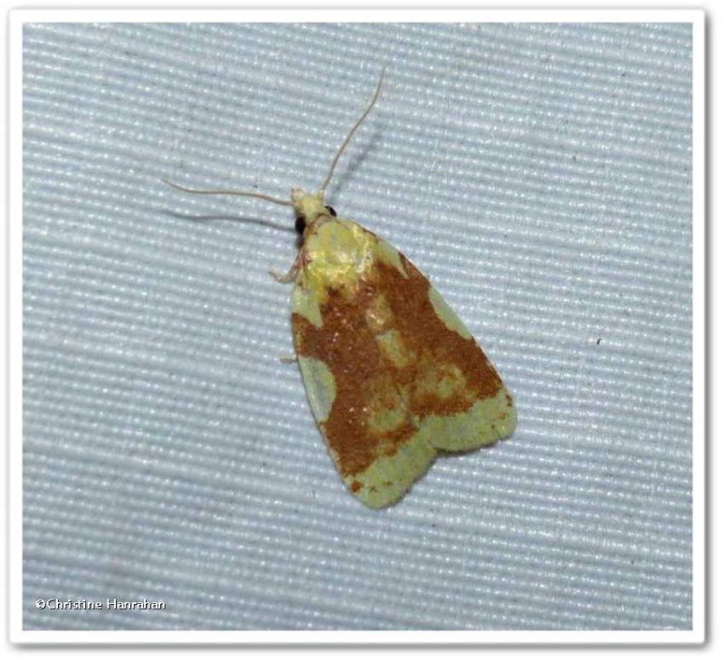 Aproned cenopis moth (Cenopis niveana), #3727