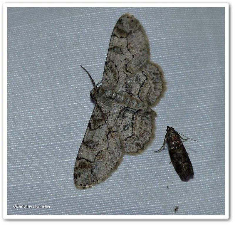 Bent-line gray moth  (<em>Iridopsis larvaria</em>), #6588