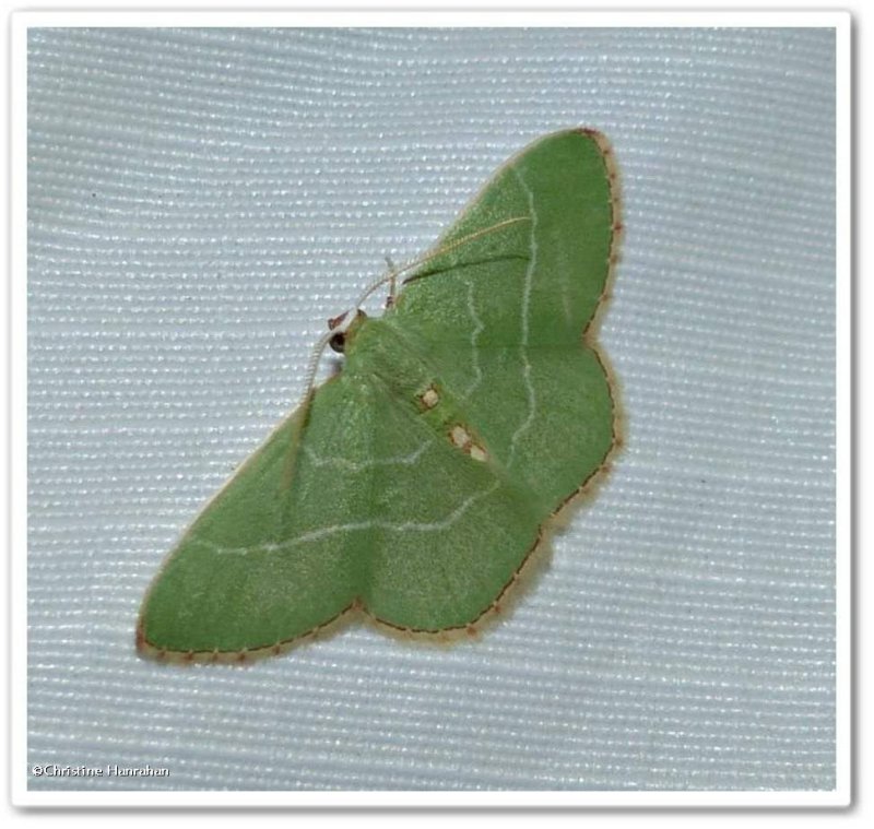 Red-fringed emerald moth (<em>Nemoria bistriaria</em>), #7046