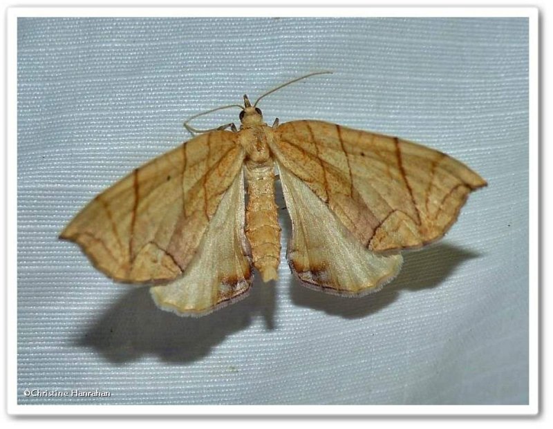Grapevine looper moth(Eulithis diversilineata or gracilineata)