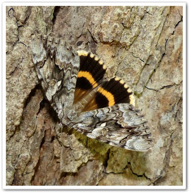 Yellow-banded underwing moth (Catocala cerogama), #8802