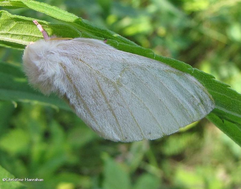 Rosy maple moth (Dryocampa rubicunda), #7715