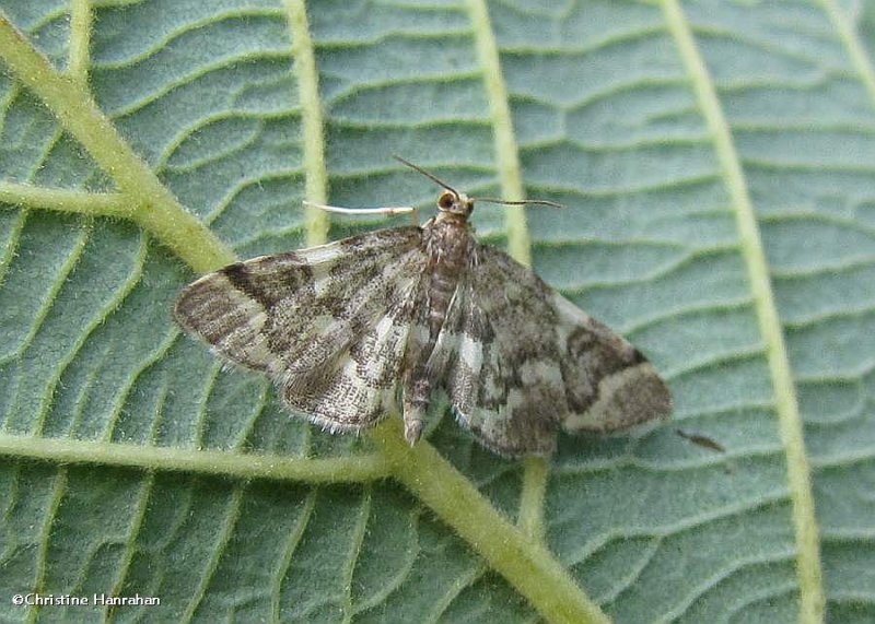 Yellow-spotted Webworm Moth  (Anageshna primordialis), #5176