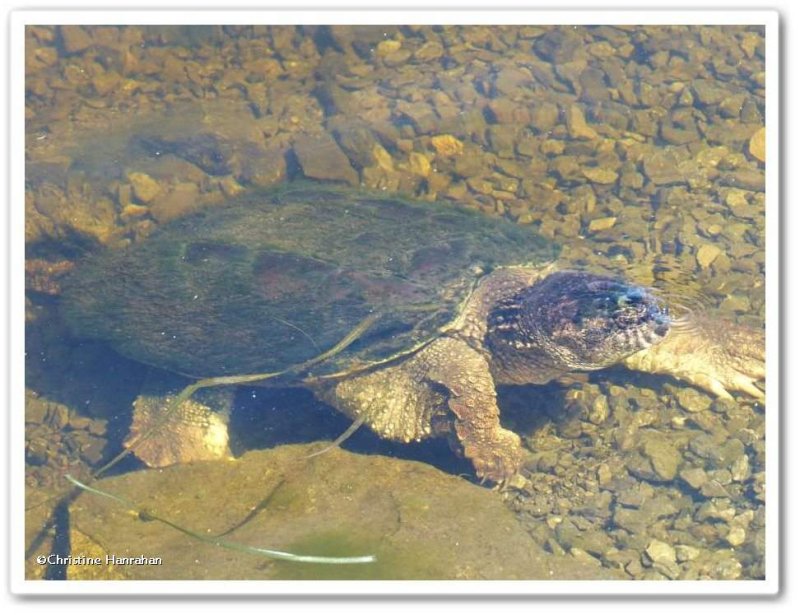 Snapping turtle (Chelydra serpentina)