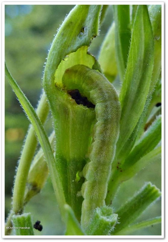 Evening primrose moth caterpillar (Schinia florida), #11164