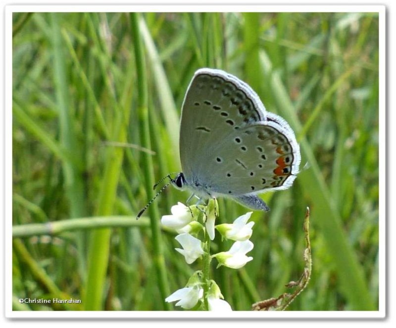 Eastern tailed blue butterfly  (Cupido comyntas)