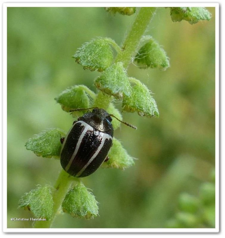 Ragweed leaf beetle (Zygogramma suturalis)