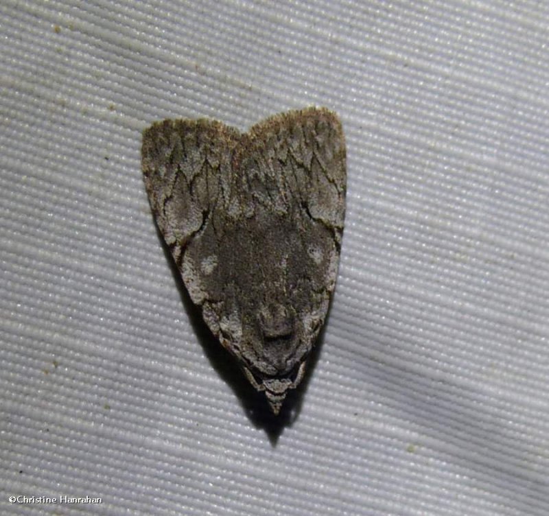 Many-dotted appleworm moth (Balsa malana), #9662