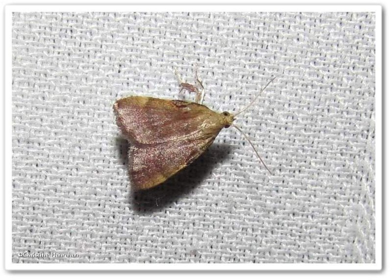 Drab Condylolomia moth (Condylolomia participalis), #5571