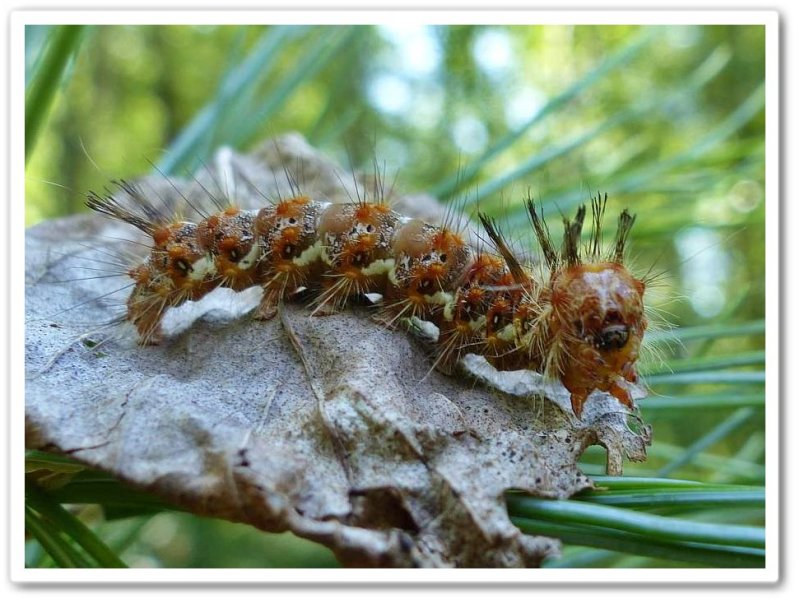 Eastern panthea moth caterpillar (Panthea furcilla), #9182