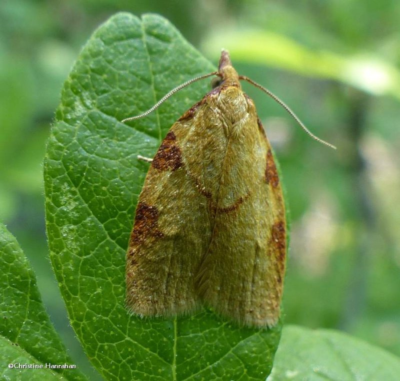 Chokecherry leafroller moth (Cenopis directana), #3722