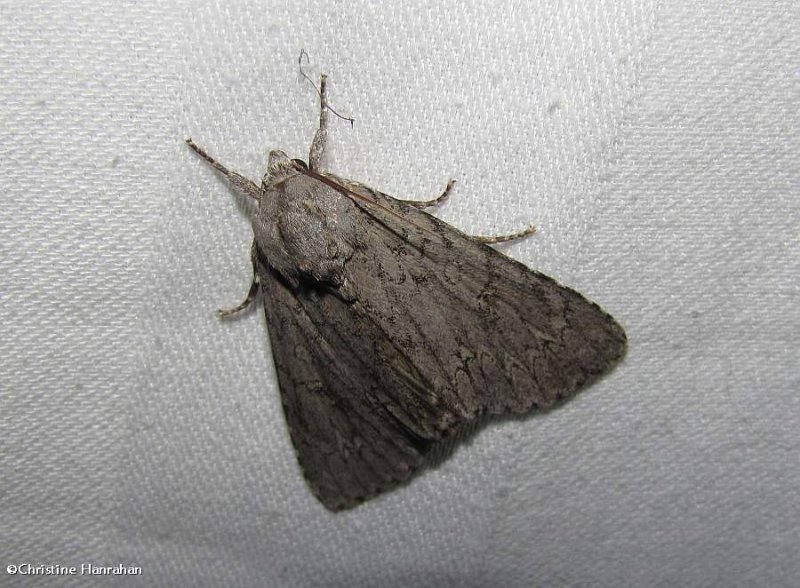 Darling underwing moth   (Catocala cara), #8832