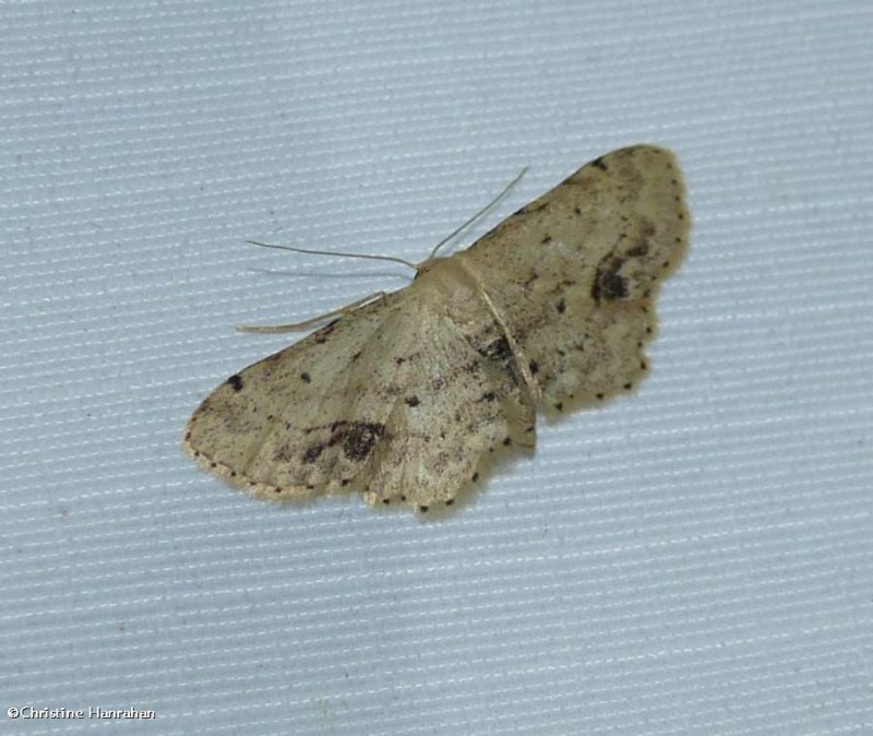Single dotted wave moth  (idaea dimidiata), #7126