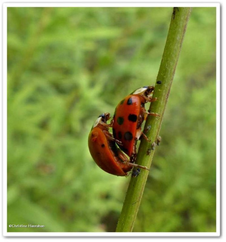 Asian lady beetles (<em>Harmonia axyridis</em>), mating  pair