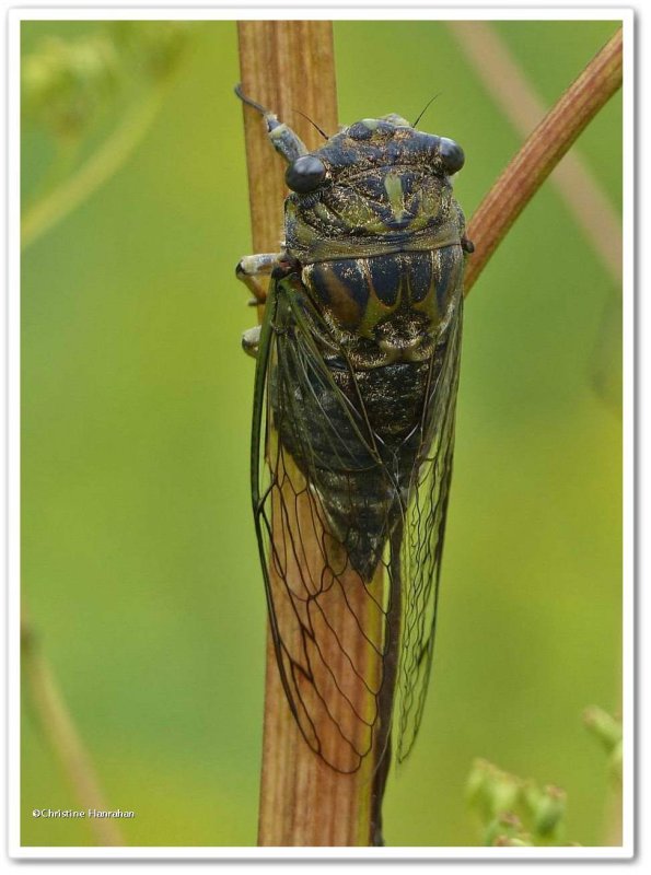 Cicada, dog-day (Neotibicen canicularis)