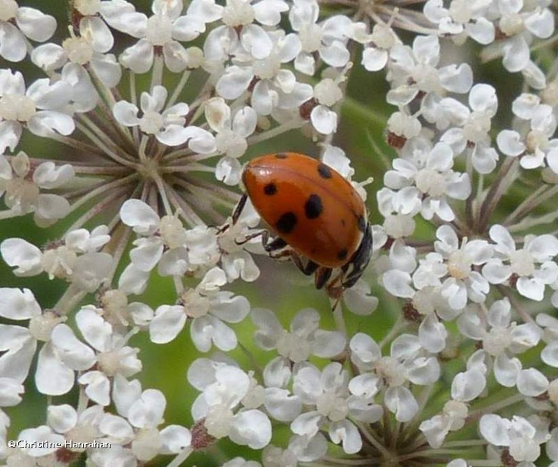 Variegated lady beetle (Hippodamia variegata)