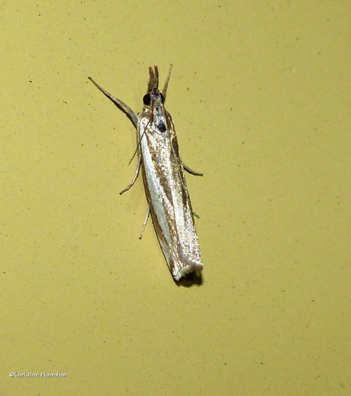 Common grass veneer (Crambus praefectellus), #5355