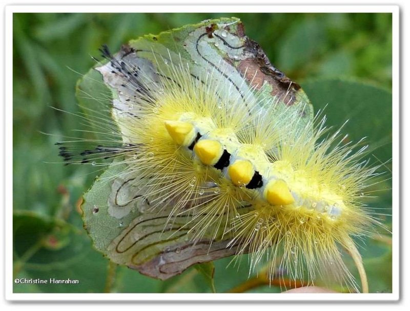 Tussock Moth Caterpillars (Family: Erebidae: Subfamily:  Lymantriinae) 8203 - 8318