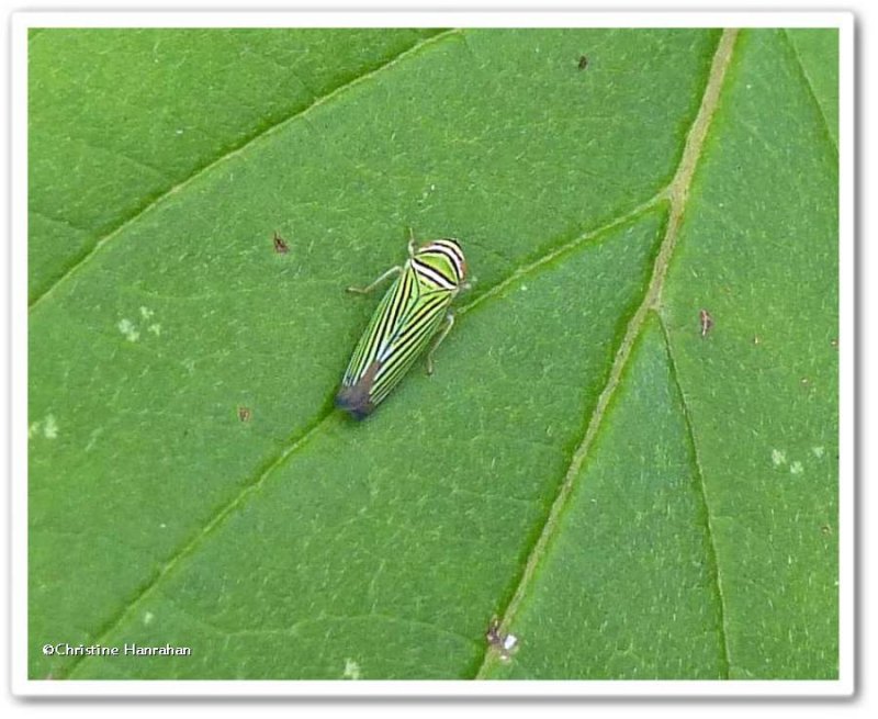 Leafhopper (Tylozygus bifidus)