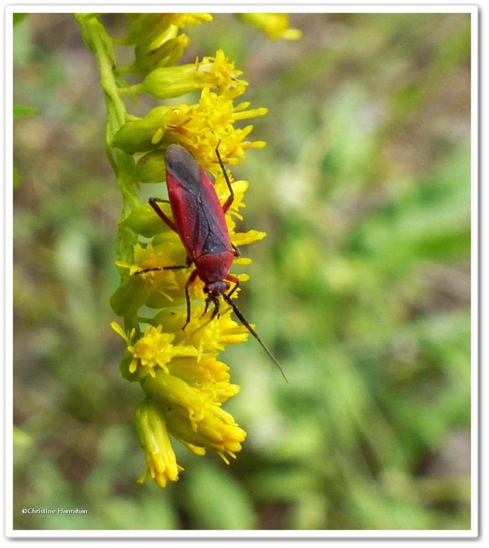 Plant bug (Lopidea sp.)