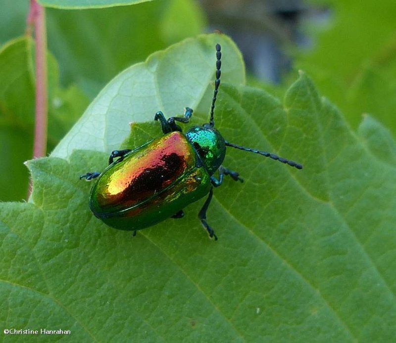 Dogbane beetle (Chrysochus  auratus)