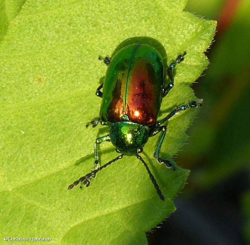Dogbane beetle (<em>Chrysochus  auratus</em>)
