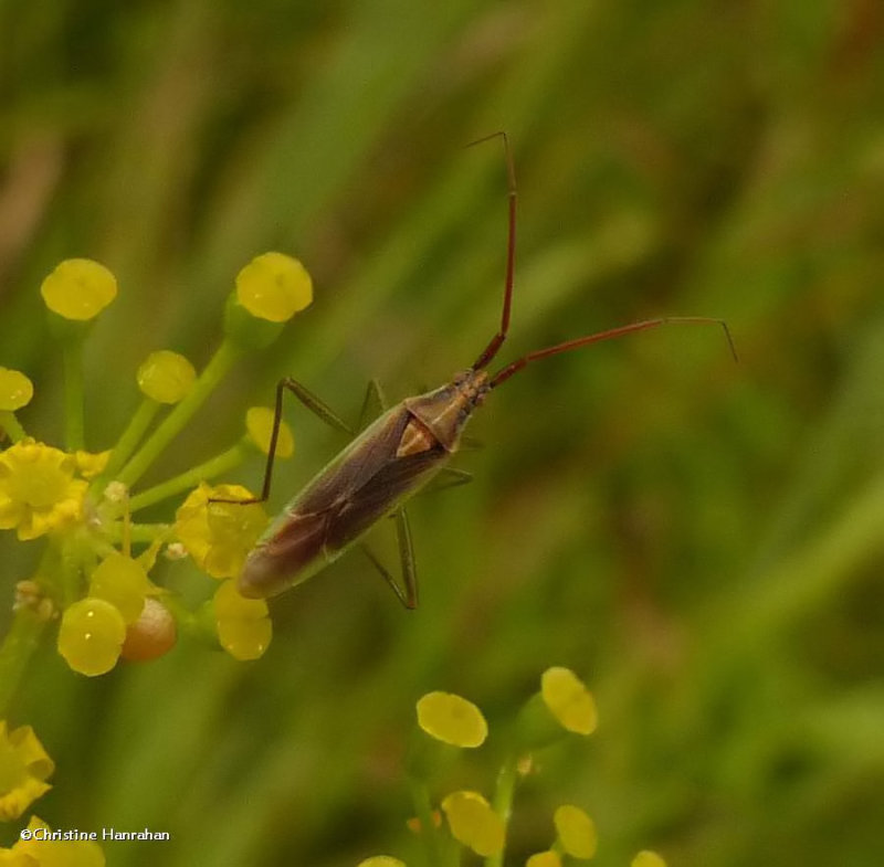 Plant bug (Stenodema vicinum)