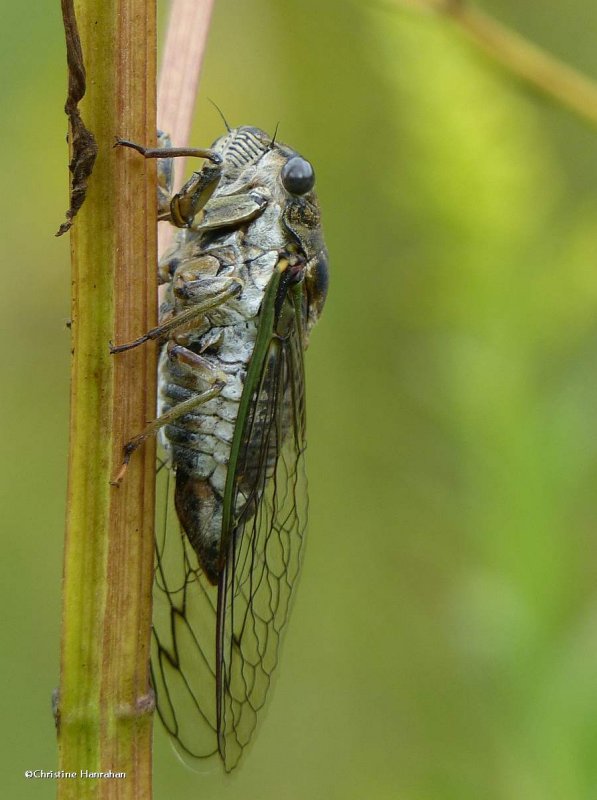 Cicada, dog-day (Neotibicen canicularis)