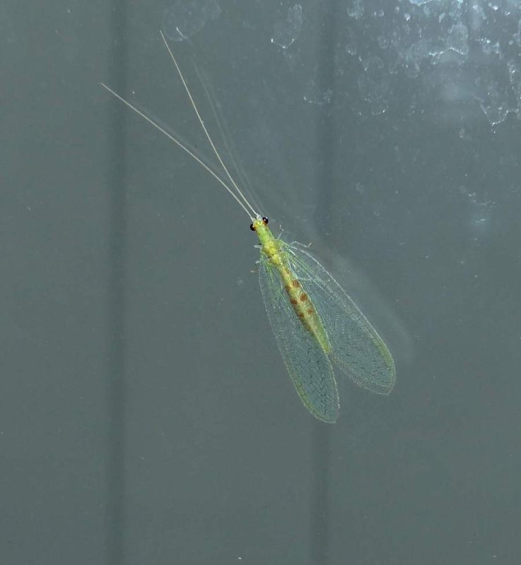 Green lacewing (Chrysopa)