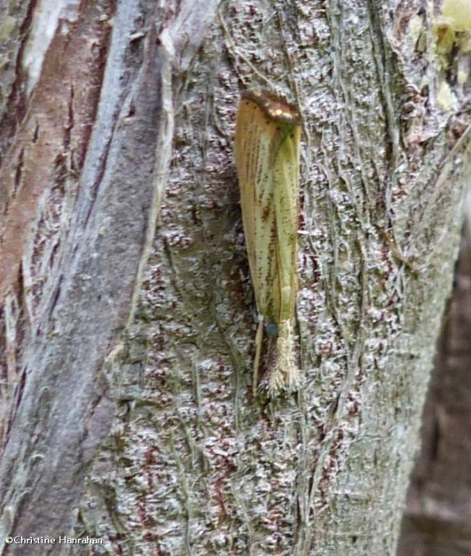 Lesser vagabond sod webworm  (Agriphila ruricolellus), #5399