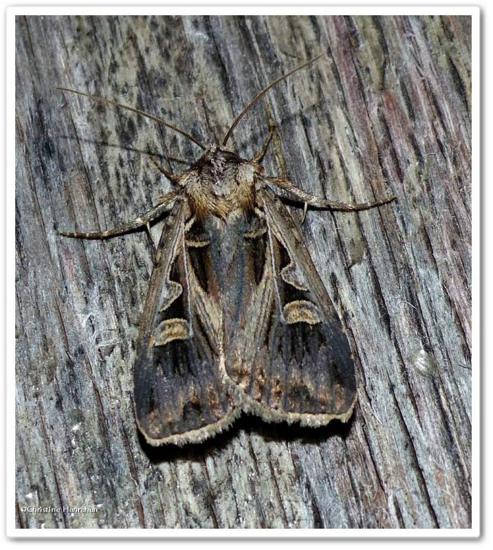 Dingy cutworm moth (Feltia jaculifera) , #10670 ??