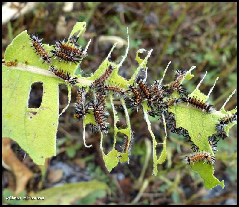 Milkweed tussock moth caterpillars ( Euchaetes egle), #8238