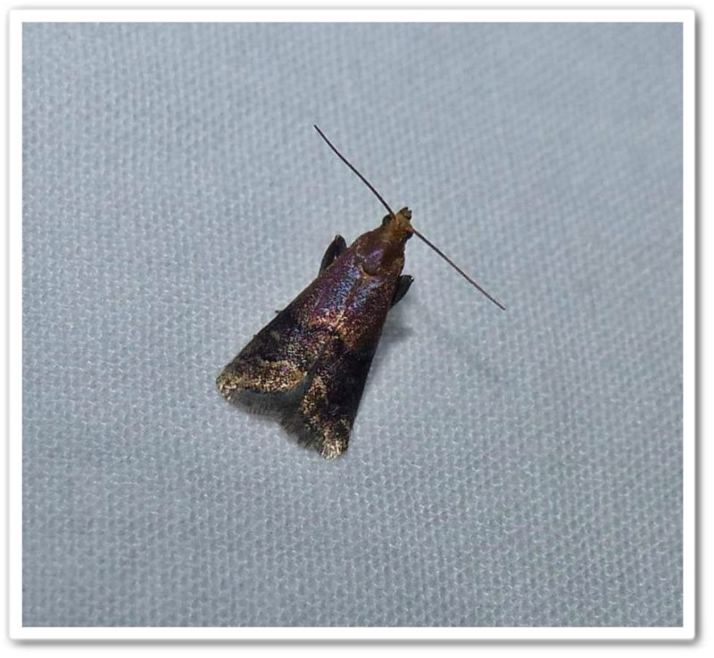Broad-banded eulogia moth  (Eulogia ochrifrontella), #5999