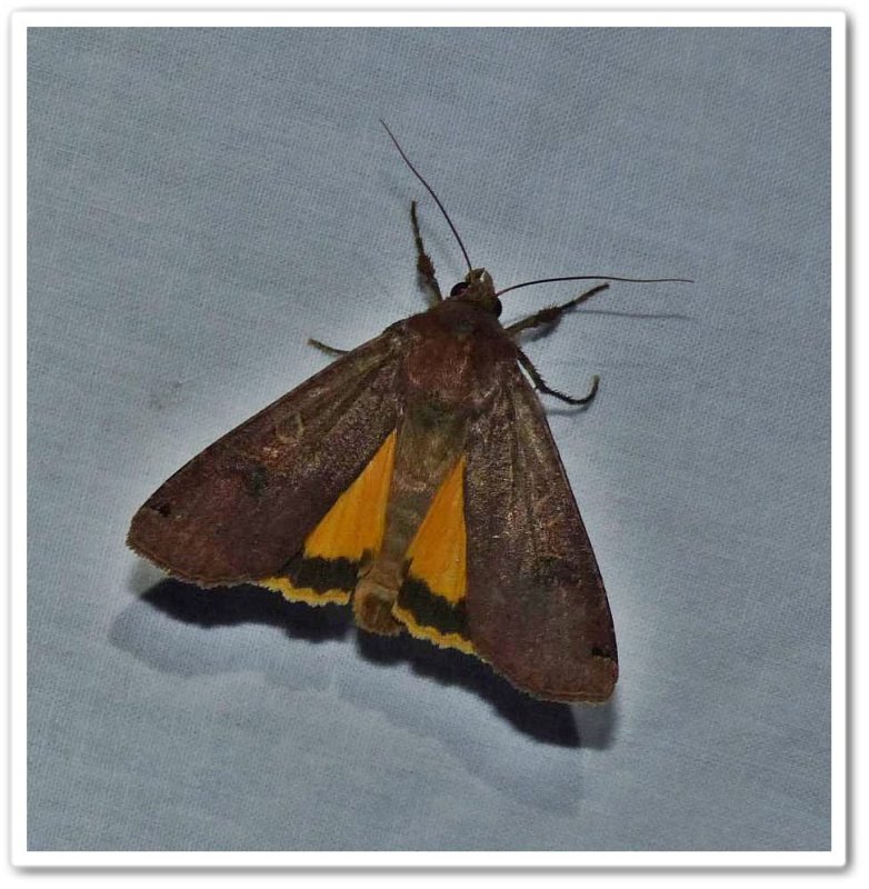 Large yellow underwing (Noctua pronuba), #11003.1