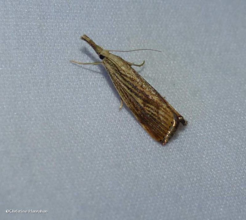 Vagabond crambus  (Agriphila vulgivagella), #5403