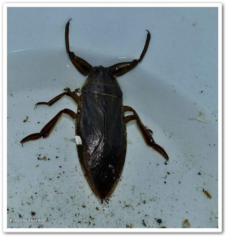 Giant water bug (<em>Lethocerus americanus</em>)