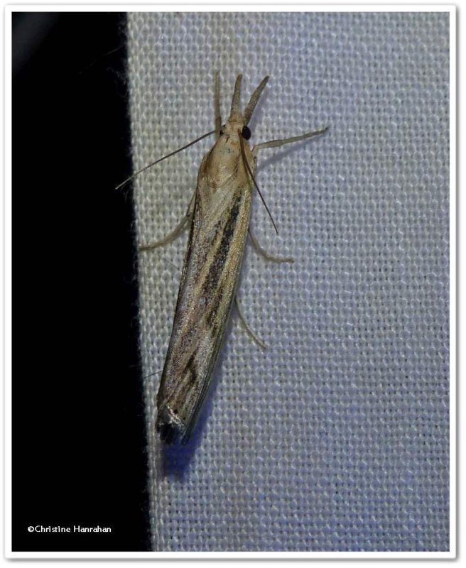 Sod webworm (Pediasia trisecta), #5413 ?