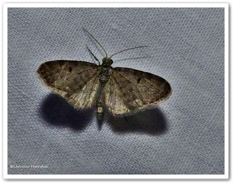 Common pug moth (<em>Eupithecia miserulata</em>), #7474 ?