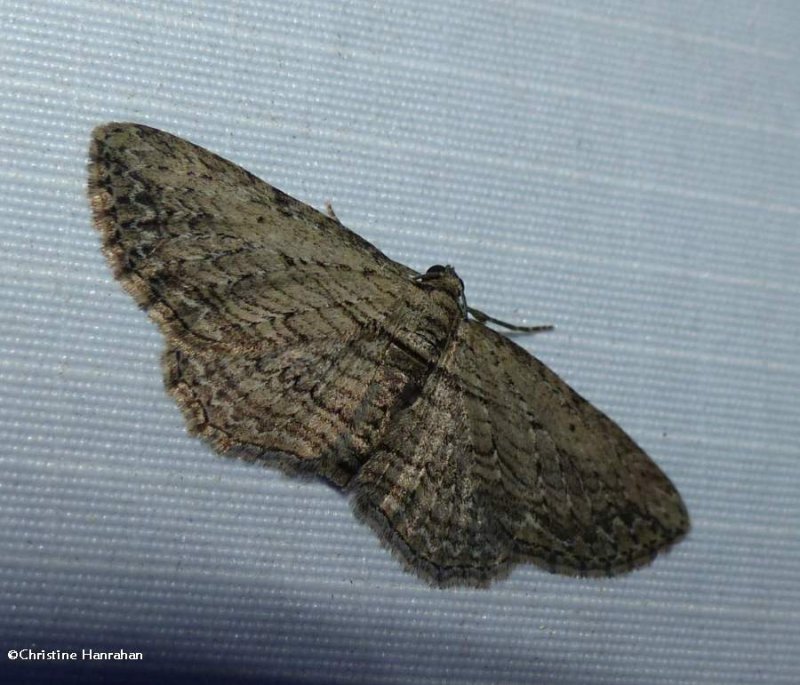 Brown bark carpet moth (Horisme intestinata), #7445
