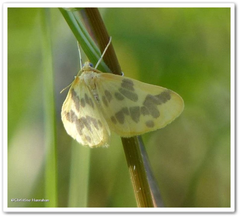 The beggar moth  (Eubaphe mendica), #7440