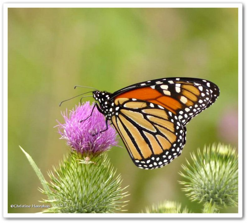 Monarch butterfly  (Danaus plexippus), female