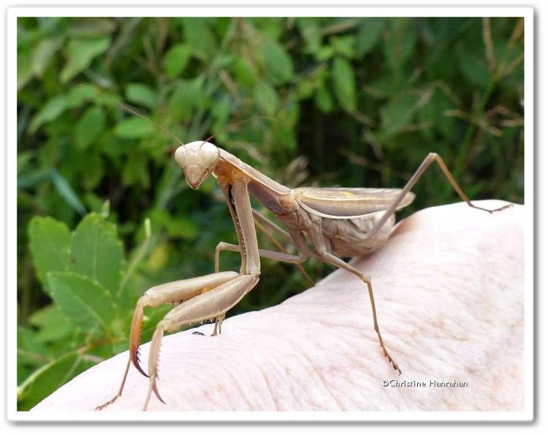 Praying mantis  (Mantis religiosa)