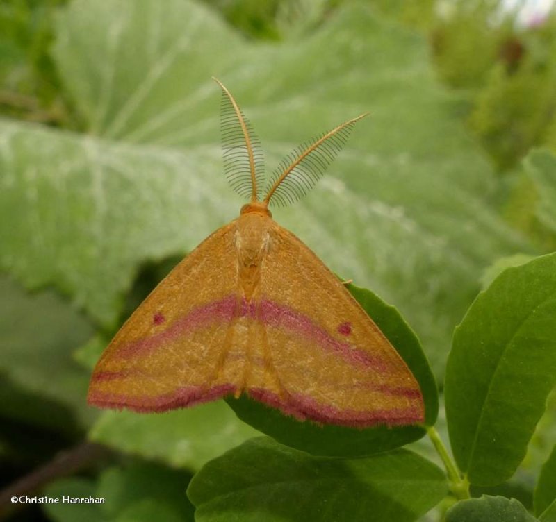 Chickweed geometer moth, male  (Haematopis grataria), #7146