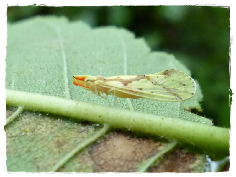 Derbid planthopper, male (Otiocerus wolfii)