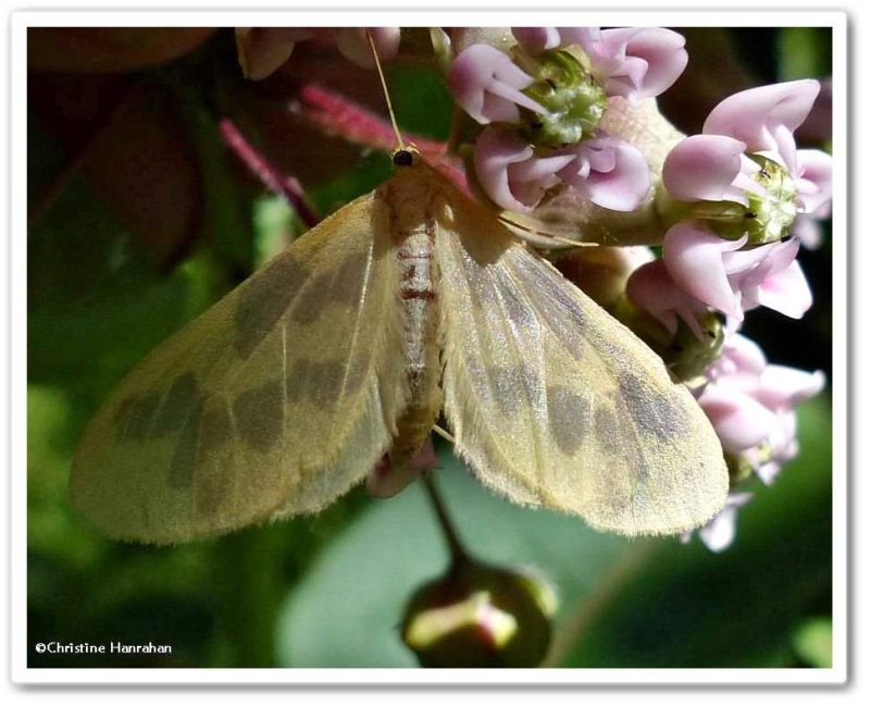 The beggar moth  (<em>Eubaphe mendica</em>), #7440