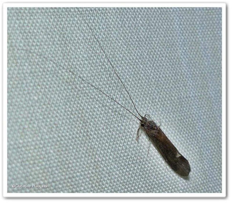 Caddisfly (Ceraclea), possibly Ceraclea slossonae